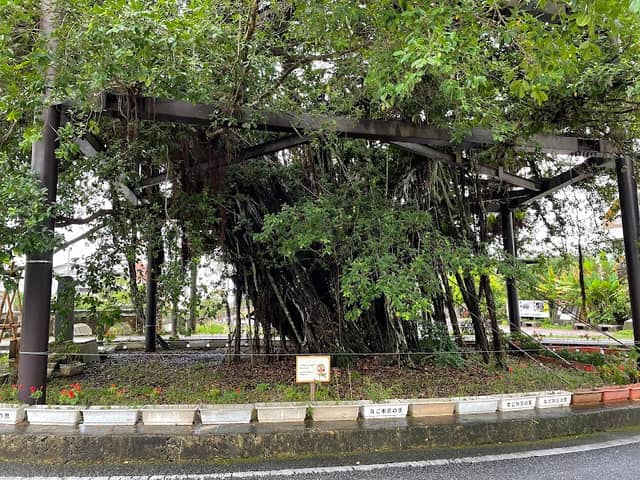 Nago Hinpun Gajumaru - Image 3