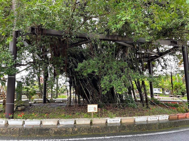 Nago Hinpun Gajumaru - Image 3