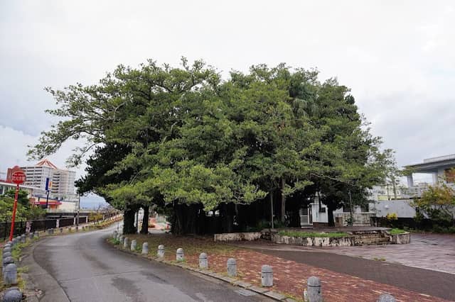 Nago Hinpun Gajumaru - Image 2