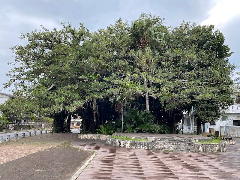 Nago Hinpun Gajumaru - Image 1