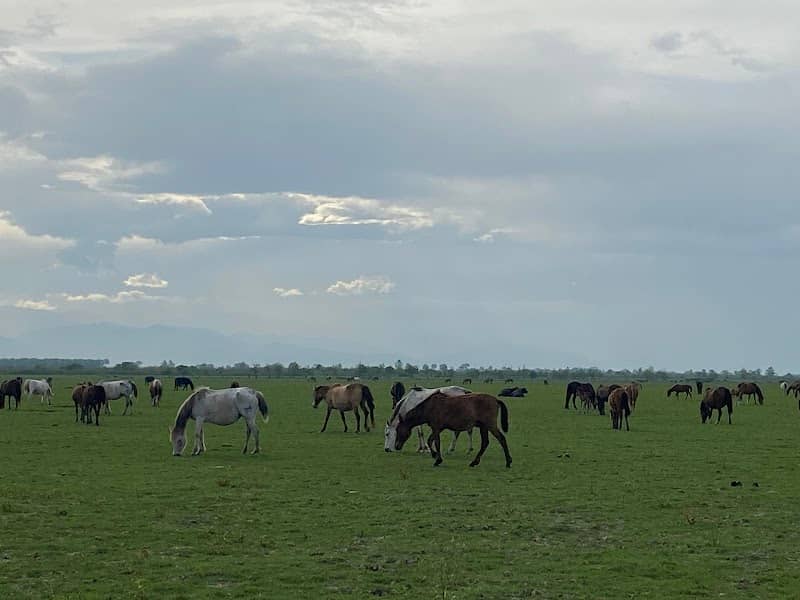 Jirsar Baqerkhaleh Ecotourism Centre - Image 1