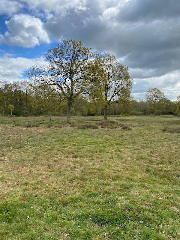 National Trust - Danbury Commons and Blakes Wood - Image 1