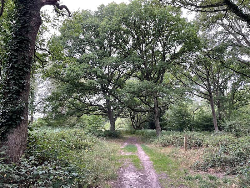 National Trust - Danbury Commons and Blakes Wood - Image 2