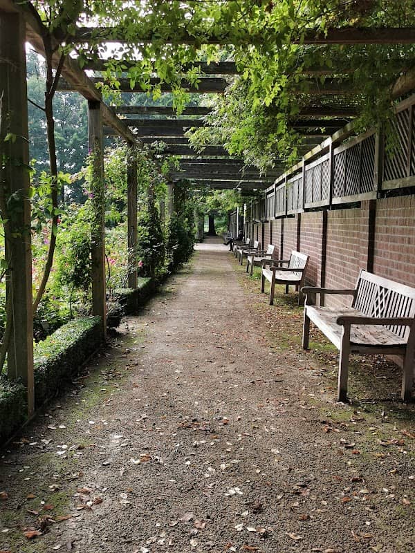 Historische Rosen - Kur Park - Image 1