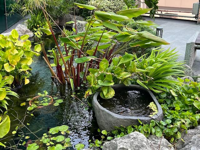 Water Lily Garden - Image 1