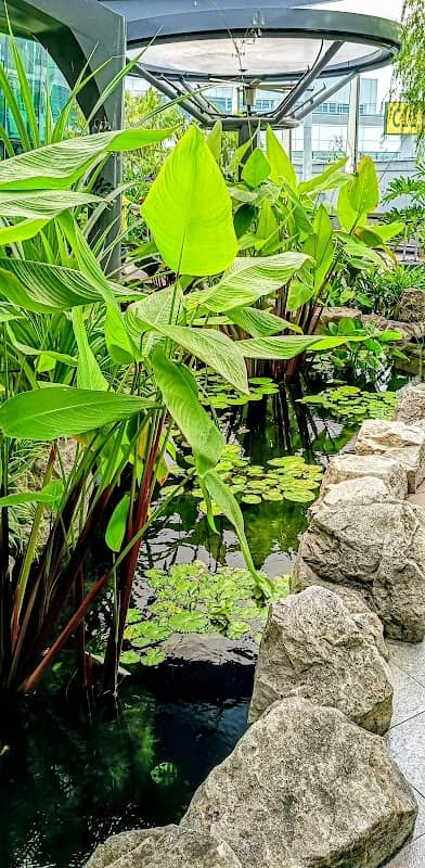 Water Lily Garden - Image 3
