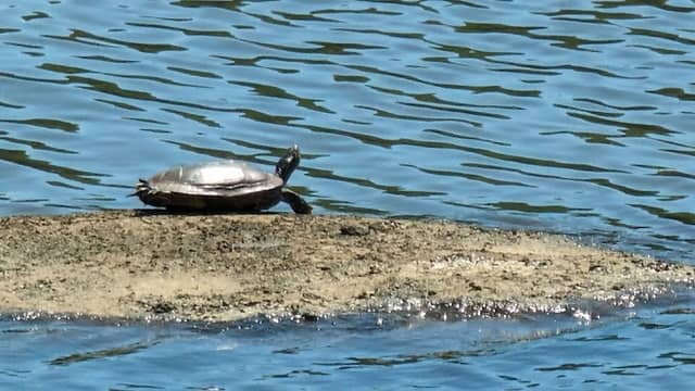 Watchable Wildlife Platform - Image 1