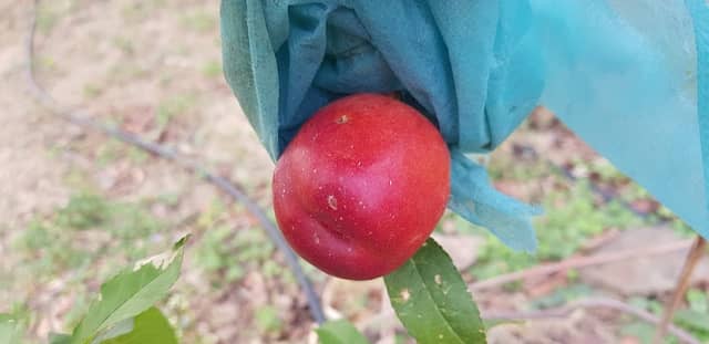 MISSING ORCHARD - Image 2