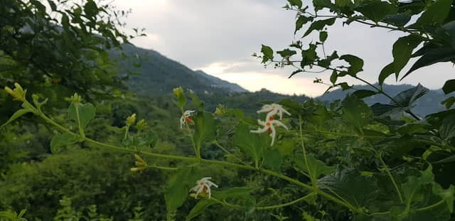 MISSING ORCHARD - Image 1