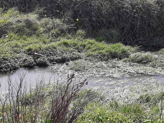 Cataratas Del Niagra Park - Image 2