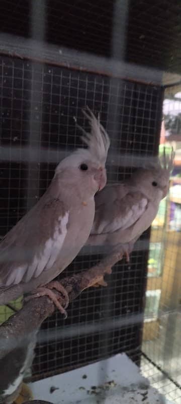Acuario y mascotas meza - Image 1