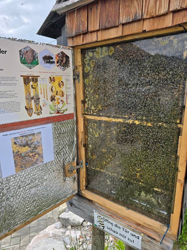 Bienen Schaukasten Imkerei Löschenkohl - Image 1