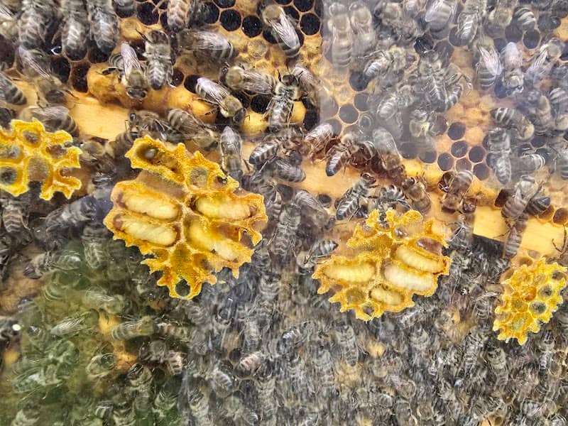 Bienen Schaukasten Imkerei Löschenkohl - Image 2