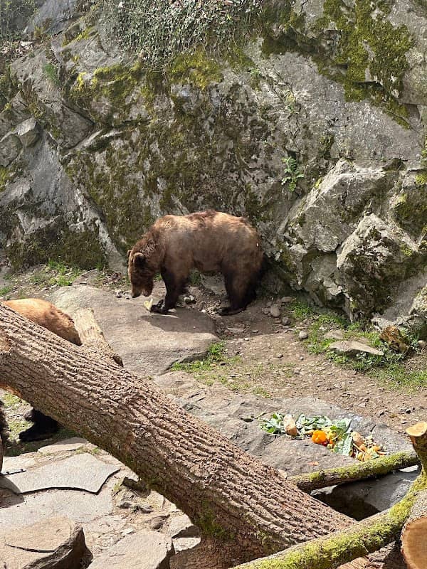 A Moat with Bears - Image 1