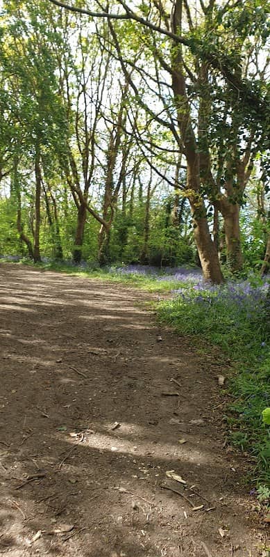Rowner Copse - Image 2