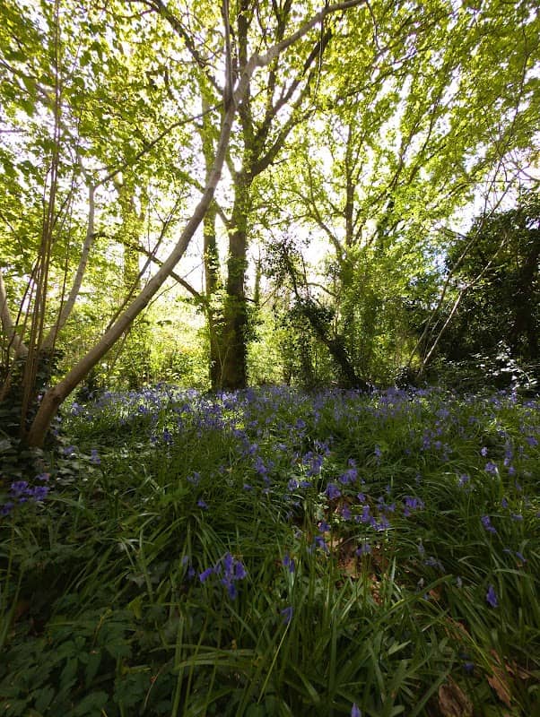 Rowner Copse - Image 1