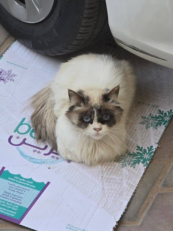 A little messy-looking but very sweet kitten - Image 1