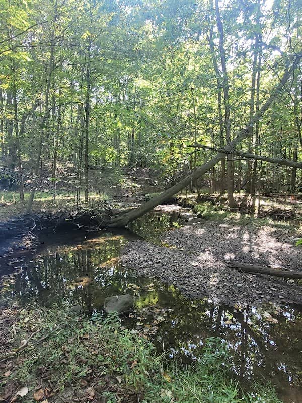 Hitchcock Woods - Image 2