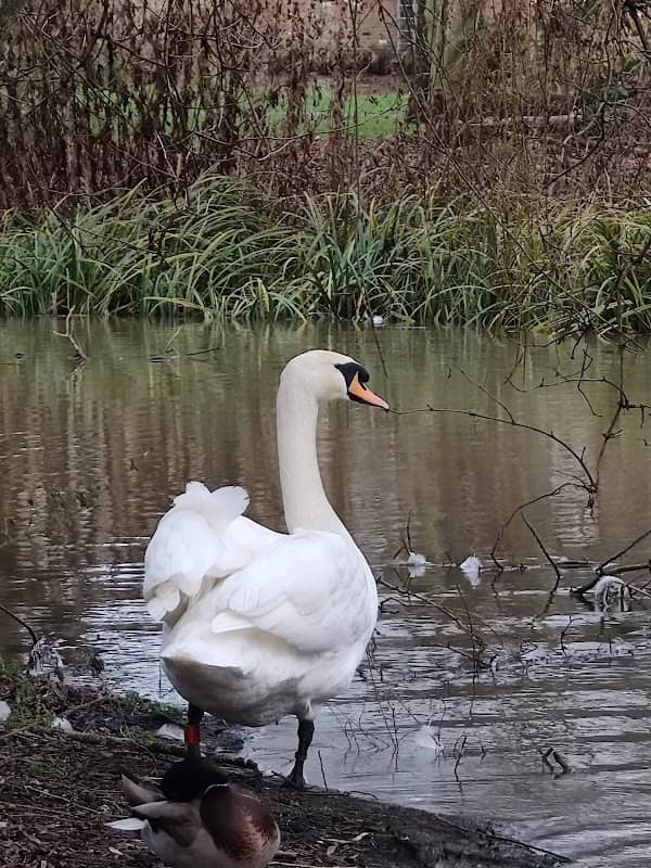 Riverside Park, St Neots - Image 2