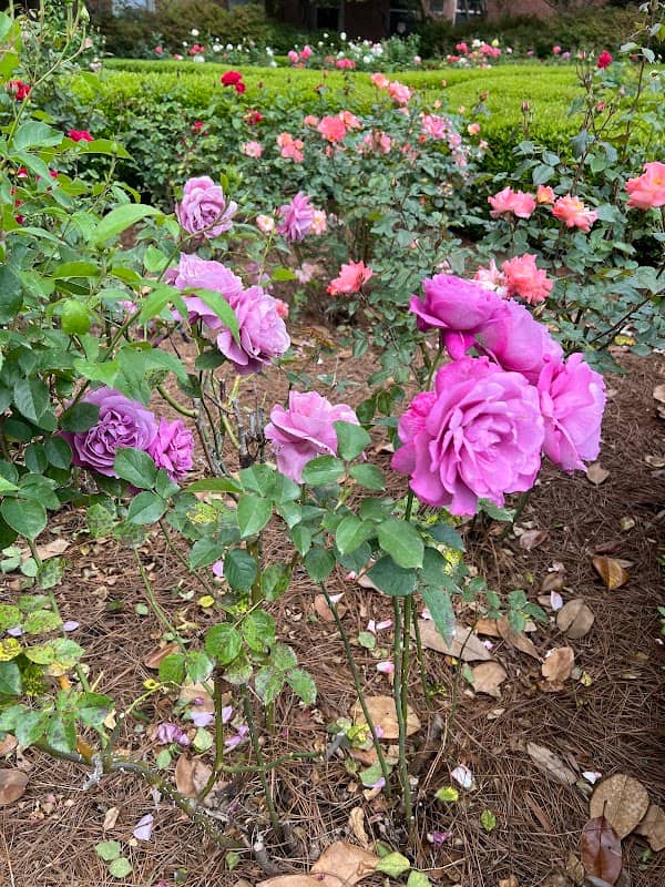 Furman Rose Garden - Image 2