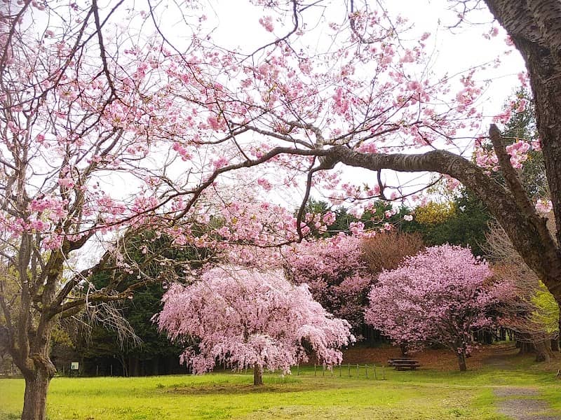 Takasaki Nature Forest - Image 1