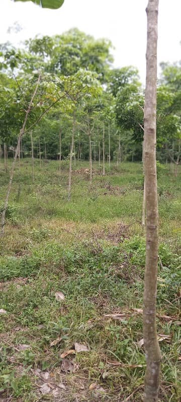 Pondok kebun karet H.Abdinur - Image 1