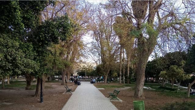 Gafsa garden - Image 1