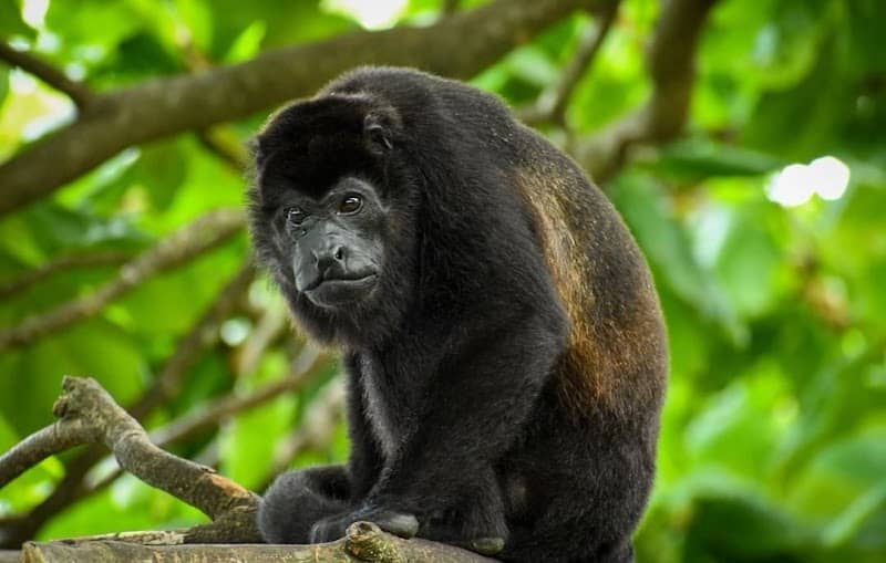 Sibu Wildlife Sanctuary - Image 1