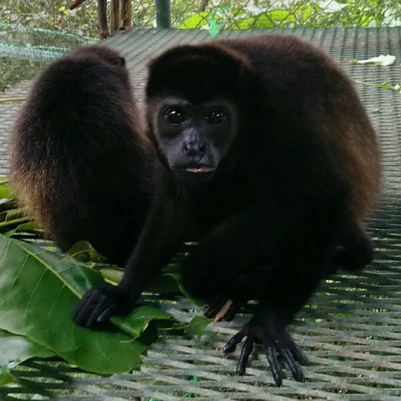 Sibu Wildlife Sanctuary - Image 2