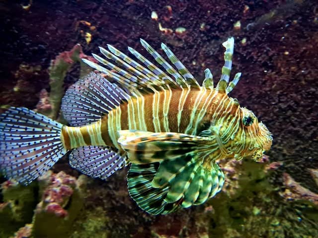Red Sea Aquarium - Image 1
