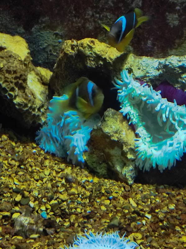 Red Sea Aquarium - Image 2