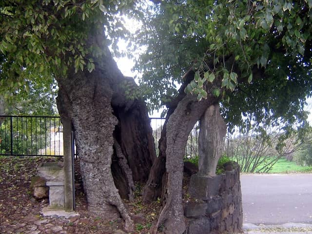 Albero monumentale - Image 1