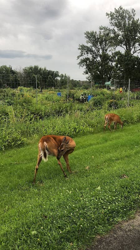 Parc du Frère-Marcel-Alary - Image 2