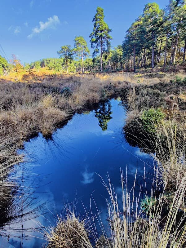 Waltham Brooks Nature Reserve - Image 1