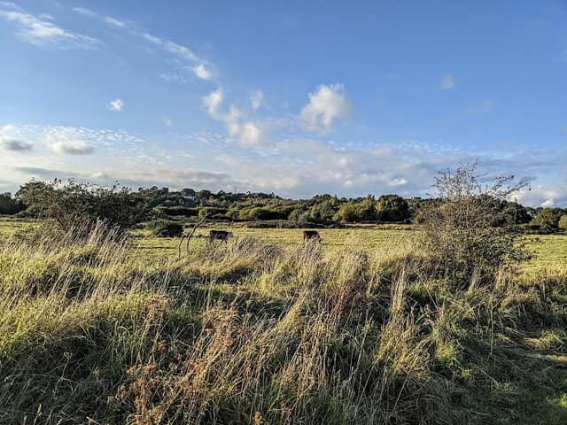 Waltham Brooks Nature Reserve - Image 2