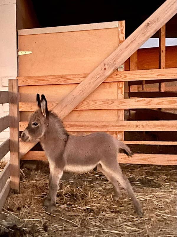 Donkey Farm Milos - Image 1