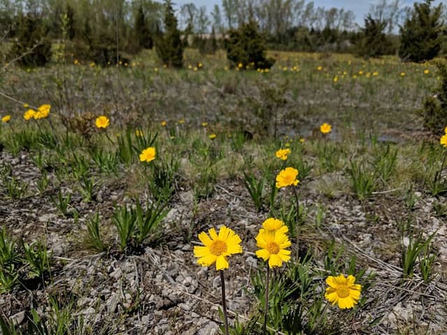 Lakeside Daisy State Nature Preserve - Image 1