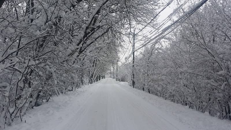 Petrești Forest - Image 1