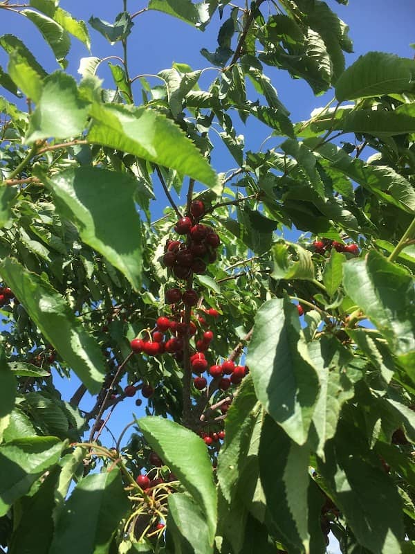 Overhiser Orchards - Image 1