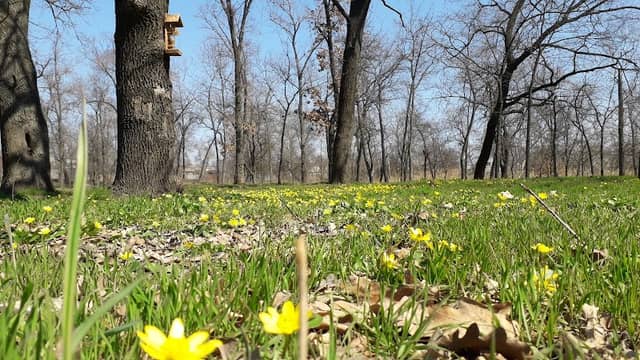 Hromadsʹkyy Park Kovalya - Image 1