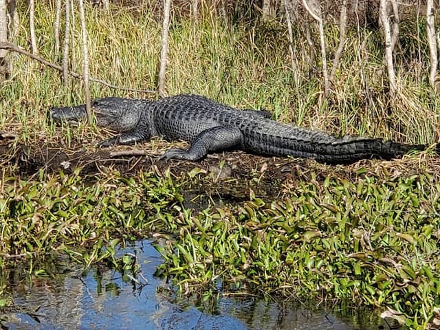 Jean Lafitte National Historical Park and Preserve - Image 1