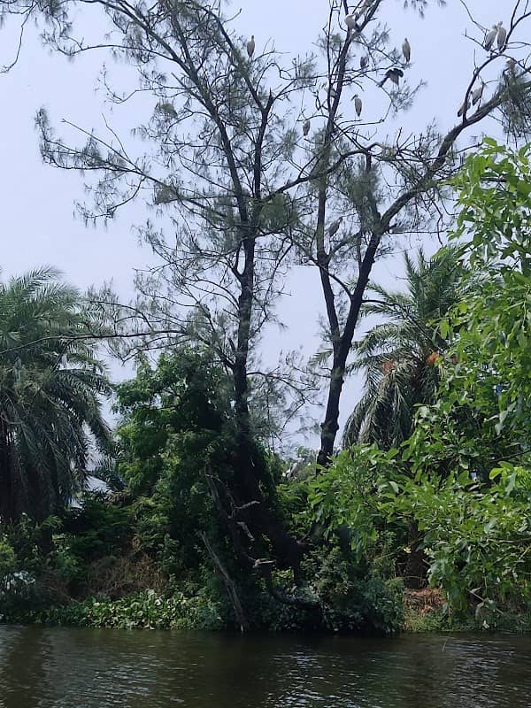 বক দ্বীপ ( crain's Island) - Image 1