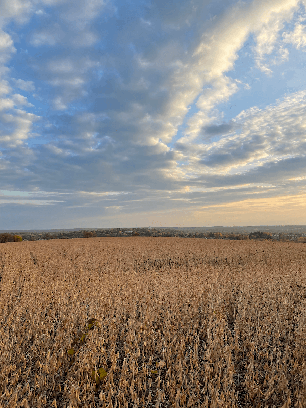 Highest Point in Mount Albert - Image 2