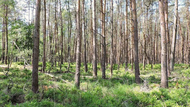 Bernsbos (Nationaal Park Veluwezoom) - Image 1