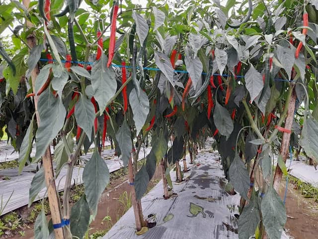 Kebun ku - Image 1
