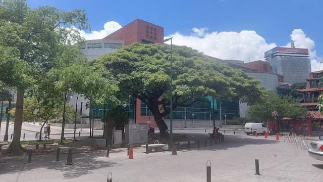 Samán de la Plaza Lincoln - Image 1