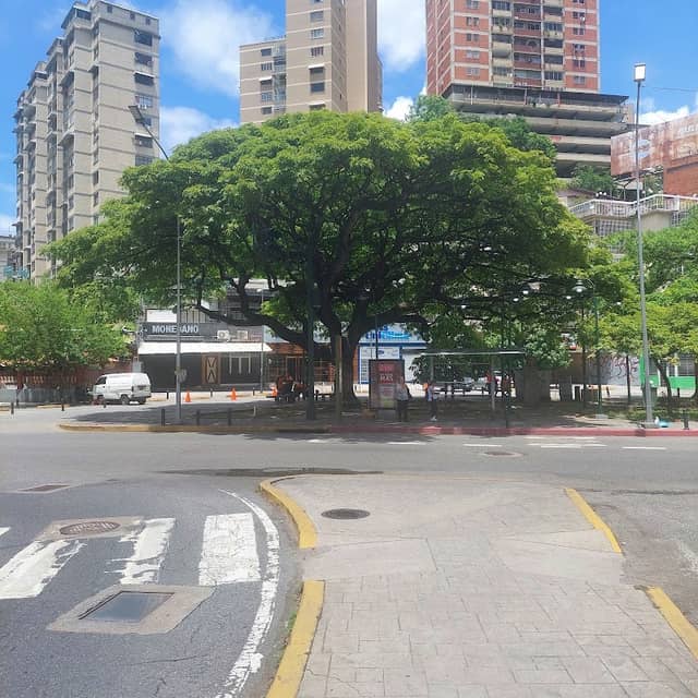Samán de la Plaza Lincoln - Image 2