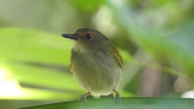 Isla Ahuanoruna - Image 3