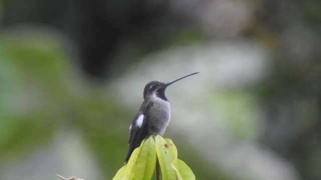 Isla Ahuanoruna - Image 2