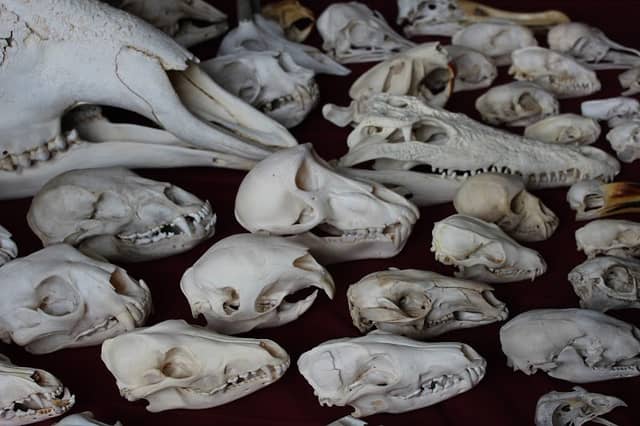 The Dunedin Museum of Natural Mystery - Image 1